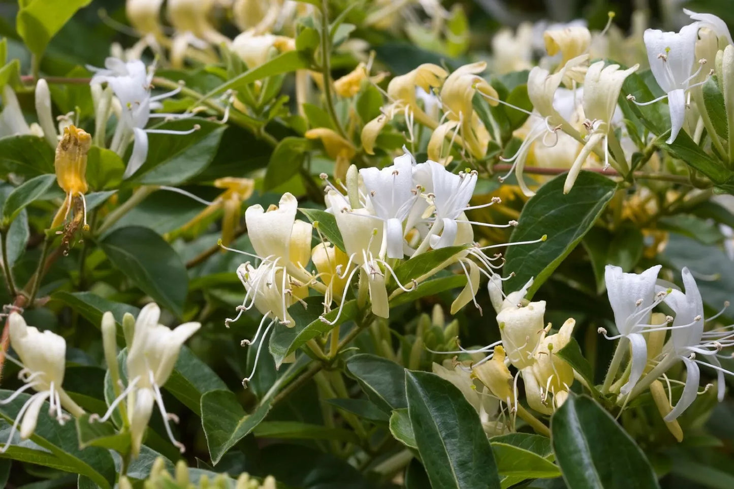 1pc HONEYSUCKLE VINE LIVE PLANT GOOD SIZE STARTER PLANT 4 INCH POT SIZE