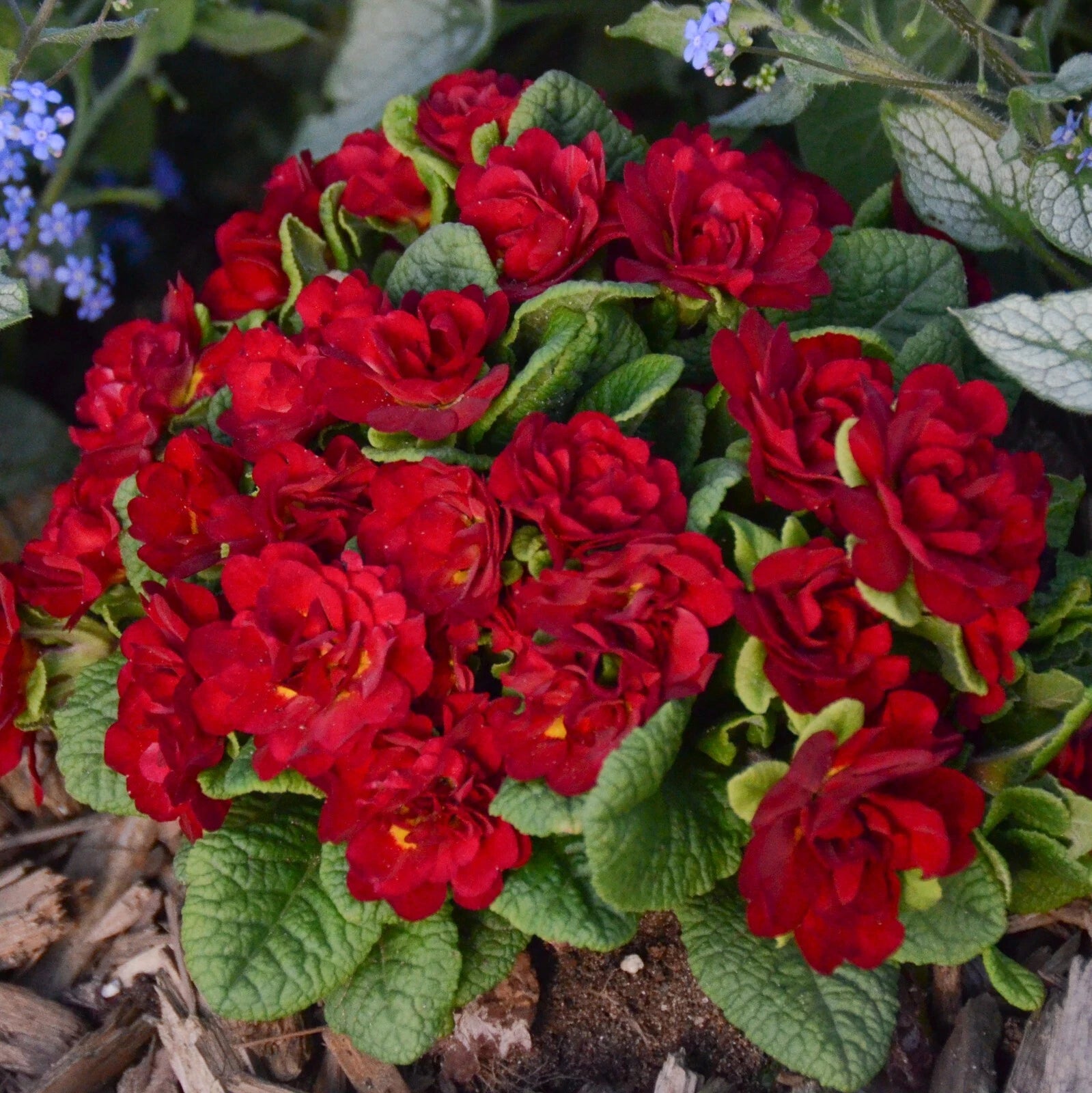 Primrose Plant - 5.25" Pot - Primula Belarina Valentine - Scarlet Red Blooms - Perennial Flowering Plant