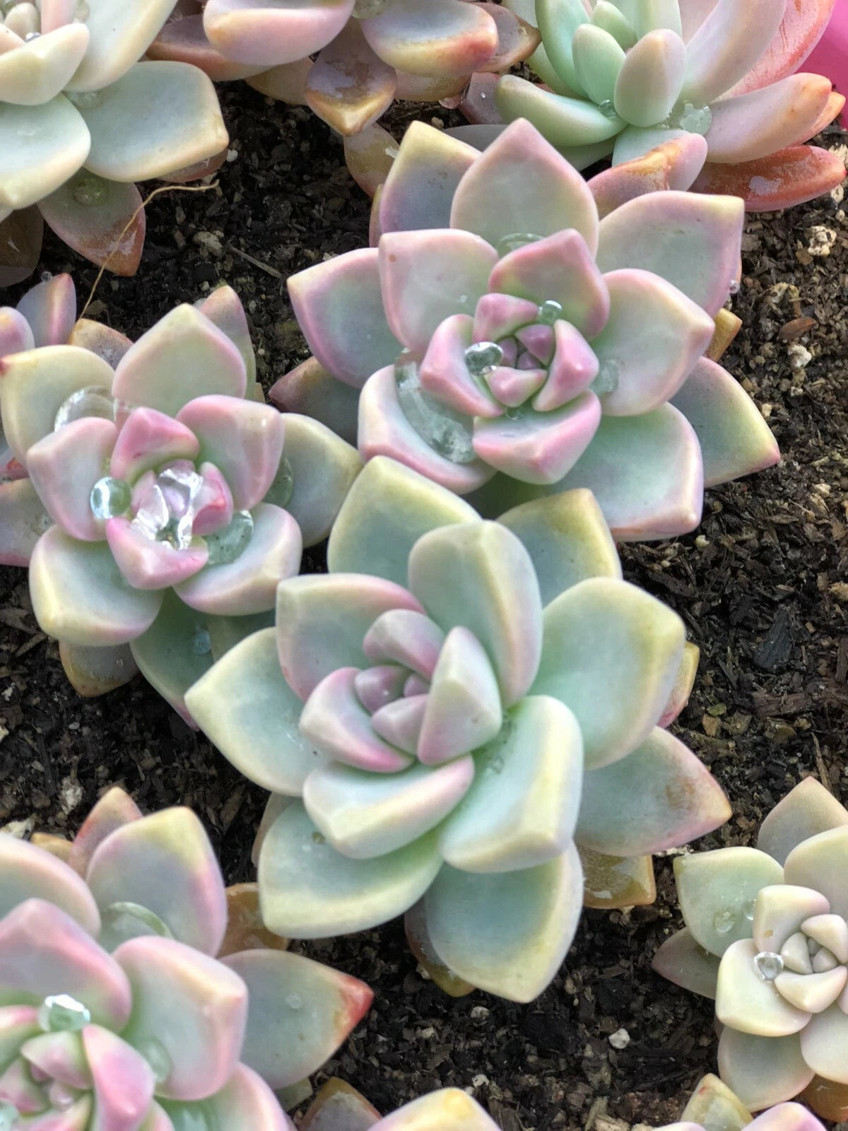 Echeveria Ghost Plant Cuttings - Pink Succulent "Mother of Pearl" - Graptopetalum - 4 Cuttings for Home Decor