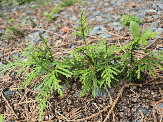Western Red Cedar Seedling Trees 2-4" Bare Root, Thuja Plicata, PNW Grown - Pack of 10 Evergreen Conifers