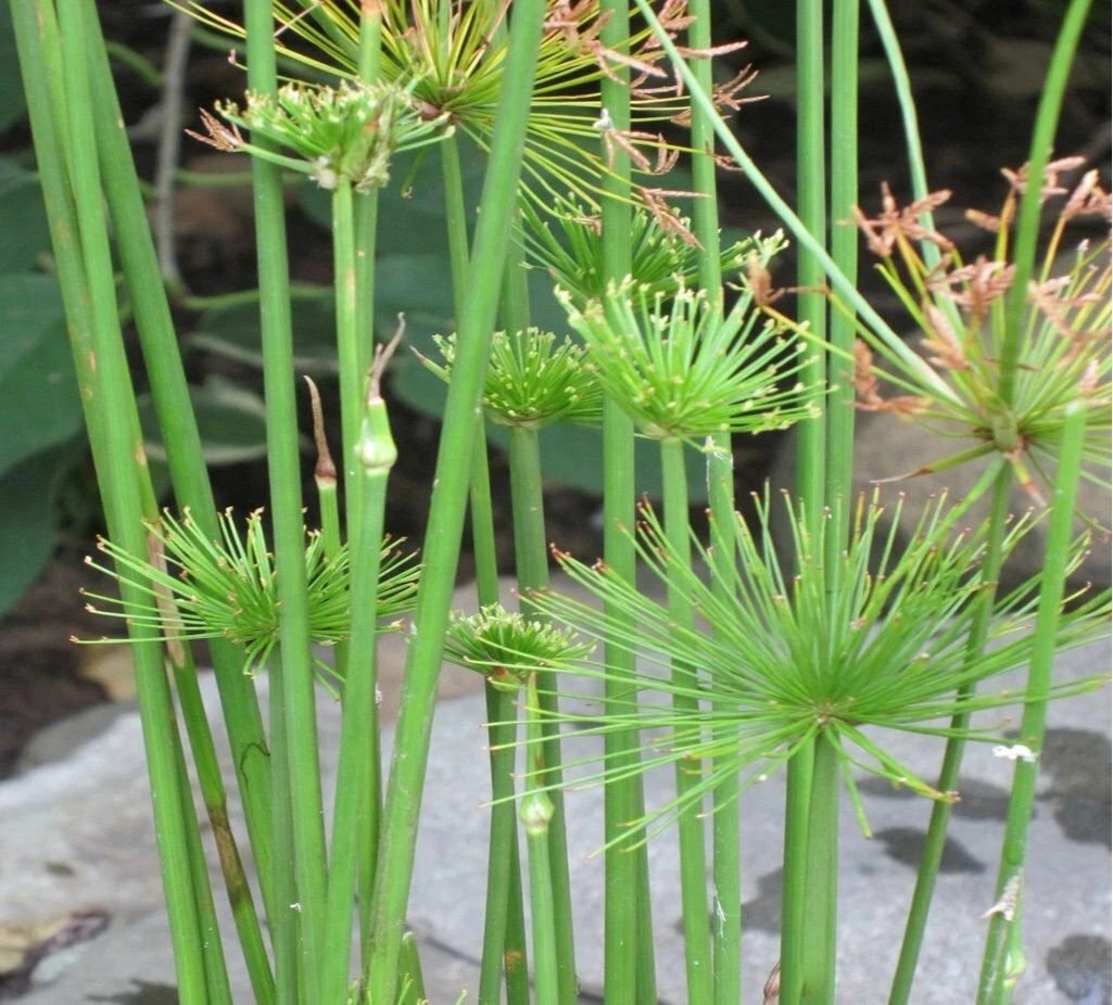 Live Dwarf Papyrus Plant - Tropical Aquatic Marginal - Cyperus papyrus ...