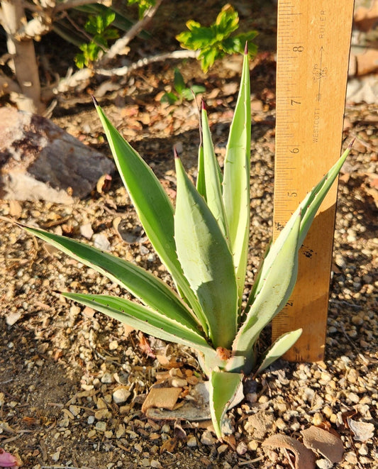Agave Vivipara Live Rooted Plant Succulent - Caribbean Agave, Bare Root Succulent for Gardening, Low Water Needs