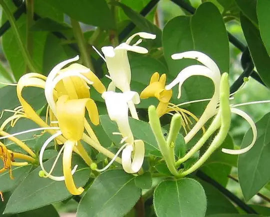 4 LIVE PLANTS HALL'S HONEYSUCKLE VINES WHITE YELLOW FLOWERS Japanese Lonicera