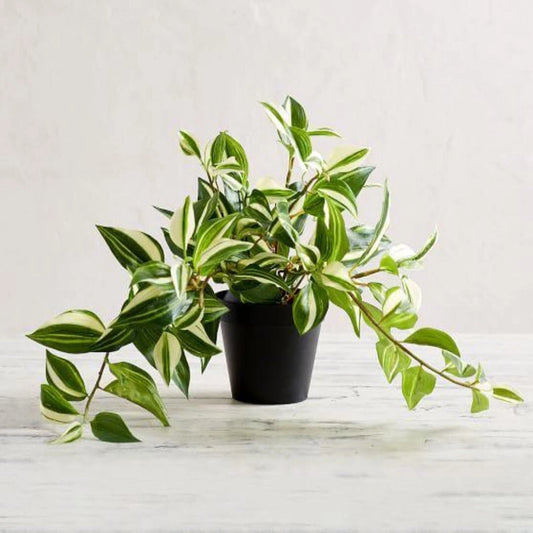 25 Cuttings Tradescantia Fluminensis Variegated Jew Yellow Green Live Plant - Indoor Houseplant Cuttings