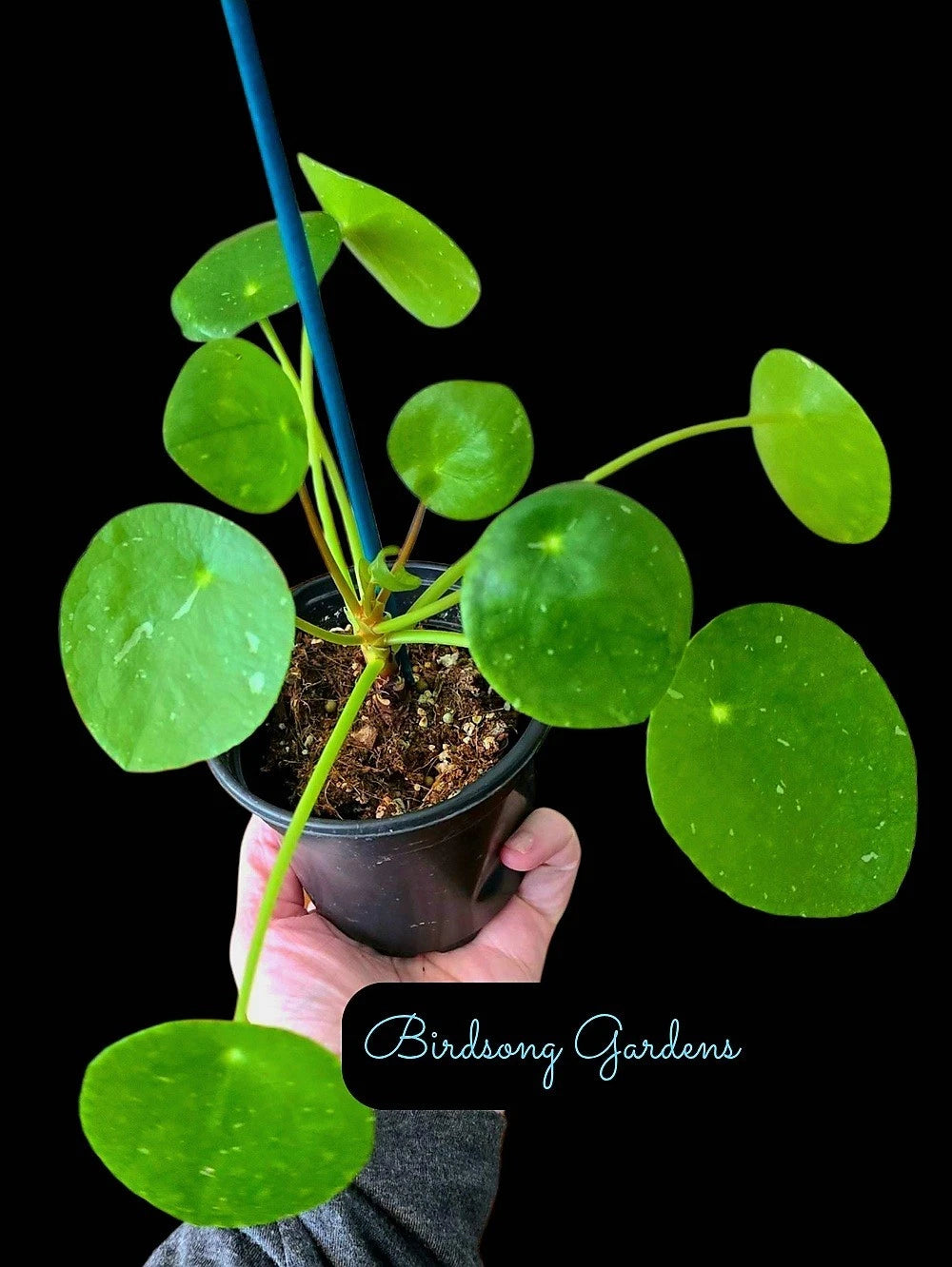 Variegated Chinese Money Plant in 4" Pot - White Splash - Pilea peperomioides - Indoor Houseplant