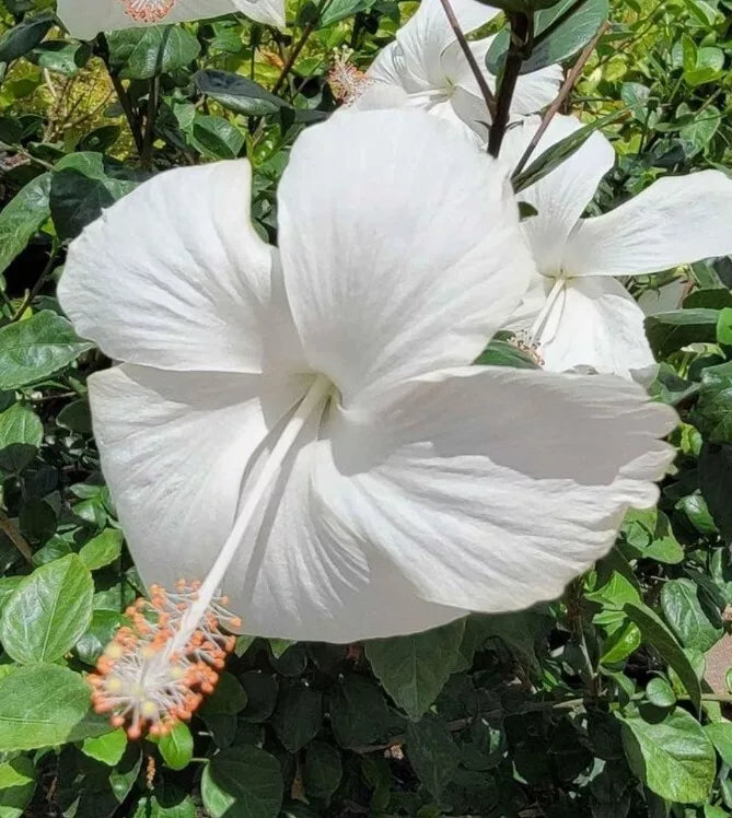 STARTER LIVE PLANT 5 INCHES TALL EXOTIC TROPICAL WHITE HIBISCUS