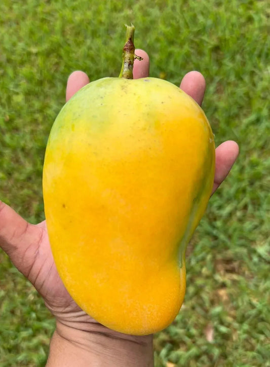 BUTTER CREAM Grafted Rare MANGO Tree 3Gal