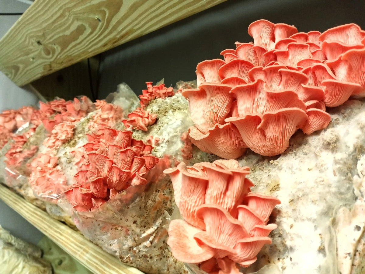 Pink Oyster Mushroom Liquid Culture 10ml - Pleurotus djamor - Gourmet Fungi for Home Gardening & Culinary Use