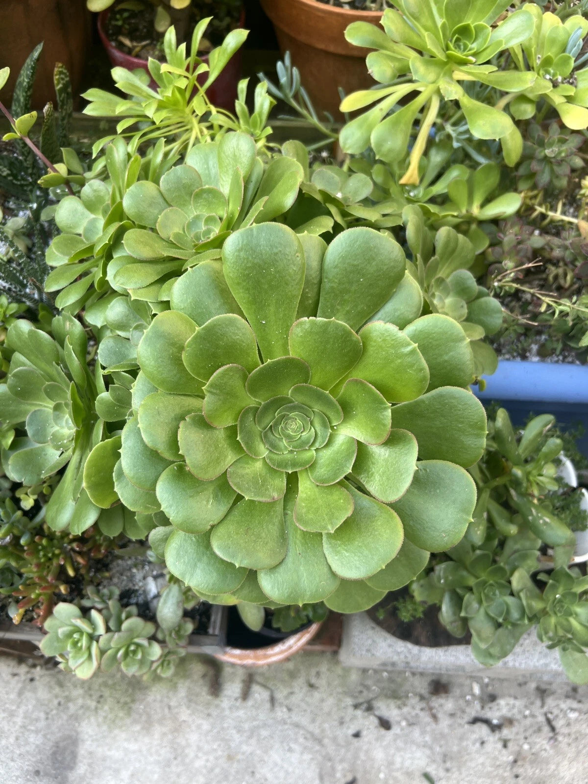 Aeonium Arboreum Succulent Cuttings - 2 Fresh Cuttings - Green - Drought Resistant - Perfect for Outdoor Gardens