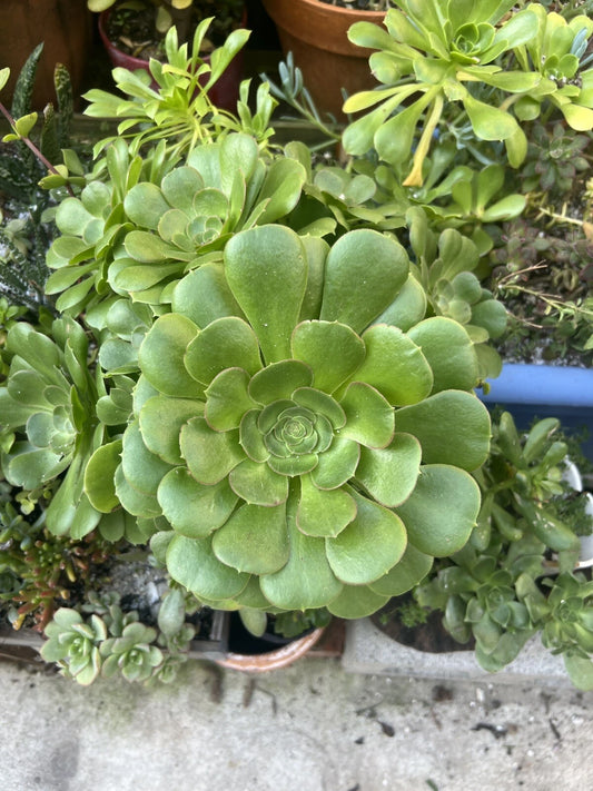 Aeonium Arboreum Succulent Cuttings - 2 Fresh Cuttings - Green - Drought Resistant - Perfect for Outdoor Gardens