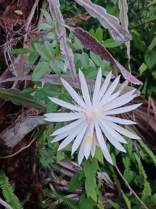 Baby Night Queen Cactus Seedling - Bare Root Dragon Fruit Plant - Hylocereus undatus - Ideal for Sub-Tropical Gardens