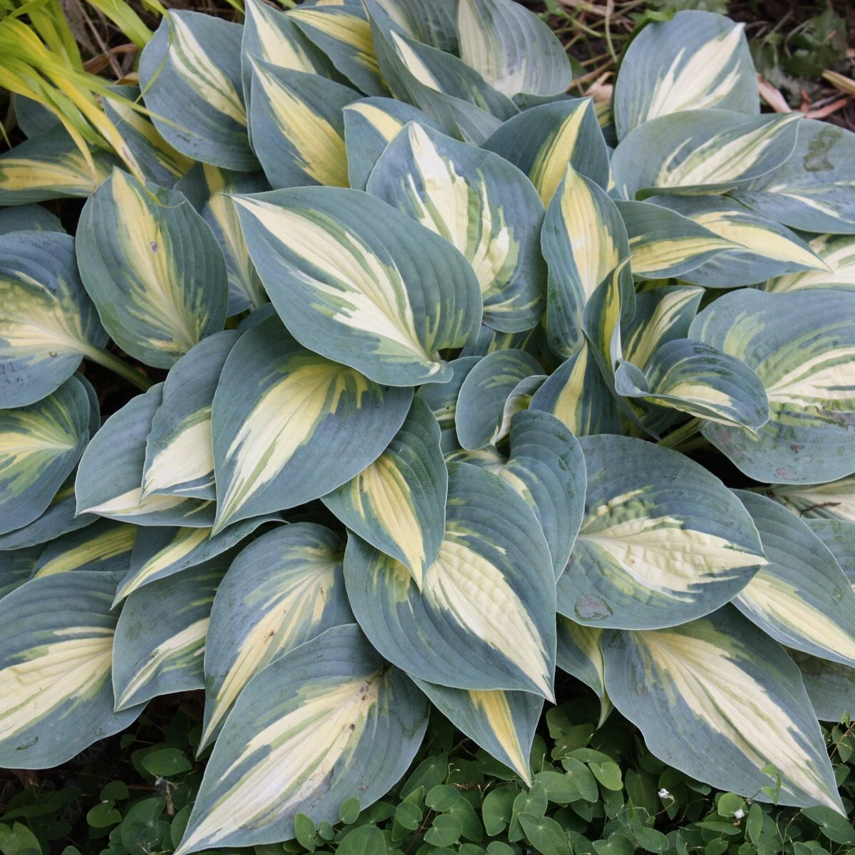 Hosta Plant 5.25" Pot High Society Perennial Shade Plant Hosta 'High Society' PP17313