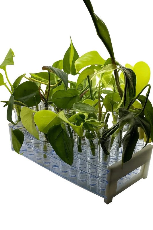 12-Pack Mystery Plant Box – Houseplants Mix – Common & Rare Varieties – Rooted Starter Plants for Indoor Gardens