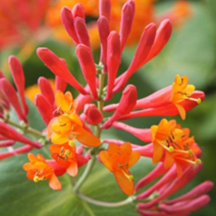 1PC LONICERA 'DROPMORE SCARLET' HONEYSUCKLE PLANT APPROX 8-12 INCH CUTBACK