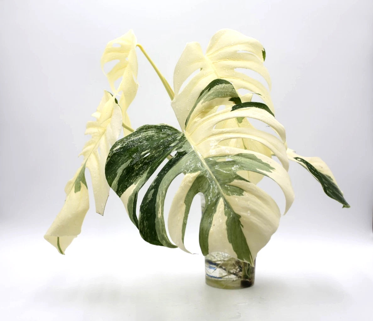 Rooted Monstera Albo Borsigiana Cutting - Variegated Plant, Monstera Deliciosa Albo, Indoor Houseplant