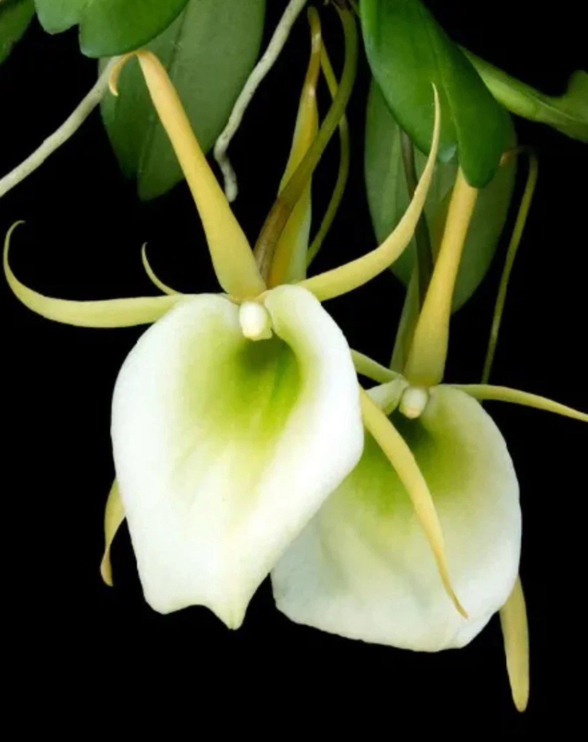 Fragrant Vining Orchid Plant - Angraecum infundibulare - 10-12” Tall - Unique Climbing Species - Perfect for Baskets or Mounting