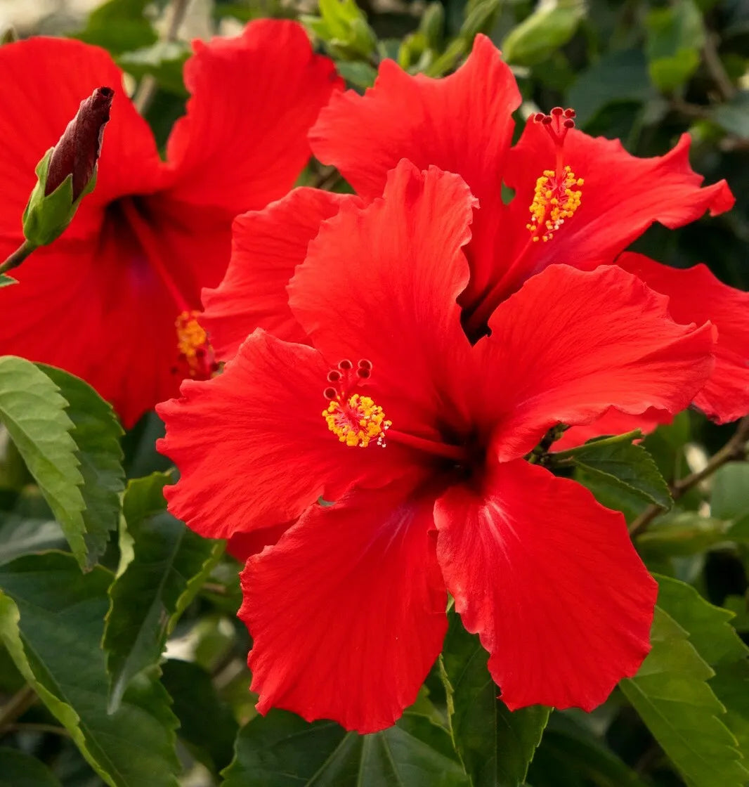 STARTER LIVE PLANT TROPICAL RED HIBISCUS WELL ROOTED 3 TO 5 INCHES