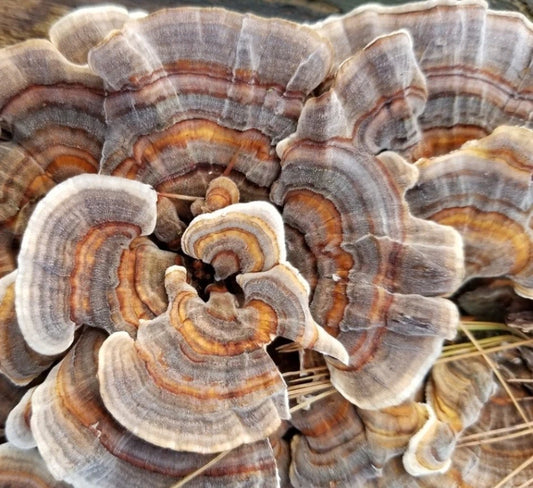 Turkey Tail Liquid Culture Syringe 10-12ml Trametes versicolor - Medicinal Mushroom with Free Live Culture Gift