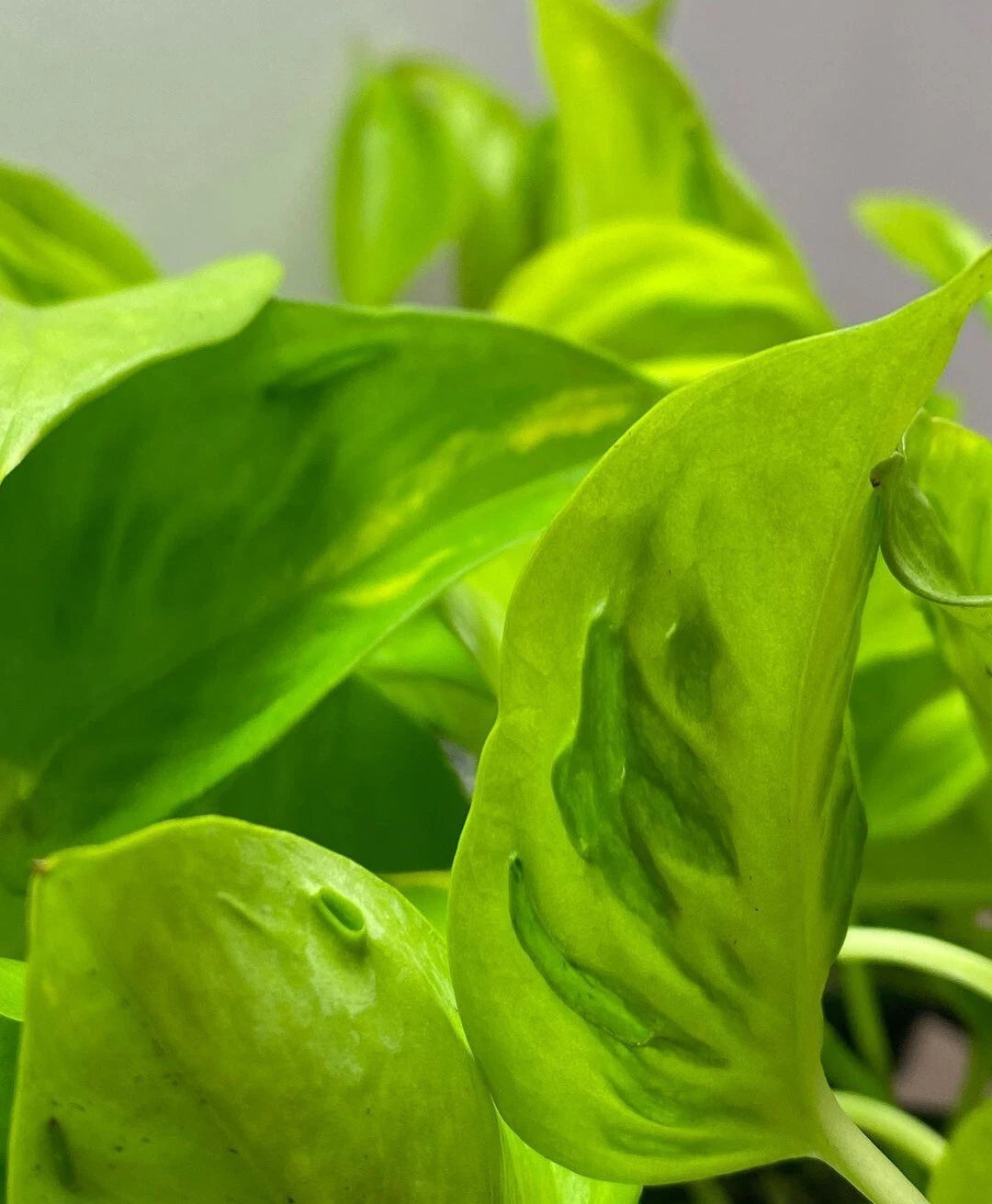 Rare Teruno Champs Elysees Pothos Cuttings - 3 Unrooted Fresh Cuttings (Epipremnum aureum) for Plant Propagation