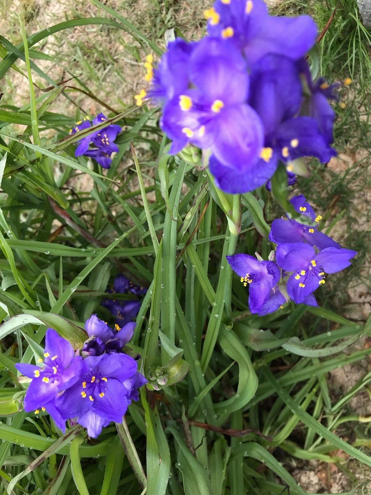 25 Bare Root Spiderwort Plants, Purple Flowers, Tradescantia, Perennial Bulbs for Fast Growing Clusters