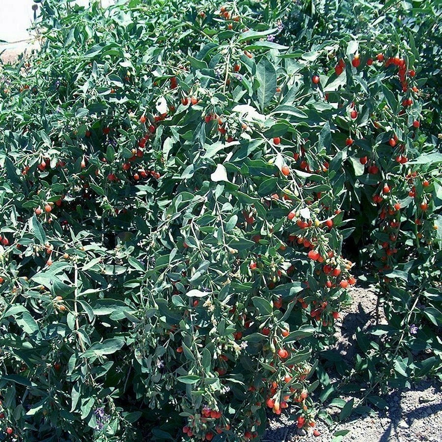 Goji Berry Cuttings Lot of 20 - Lycium barbarum - Fresh, Healthy 7.5" Cuttings for Quick Growth and Fruiting