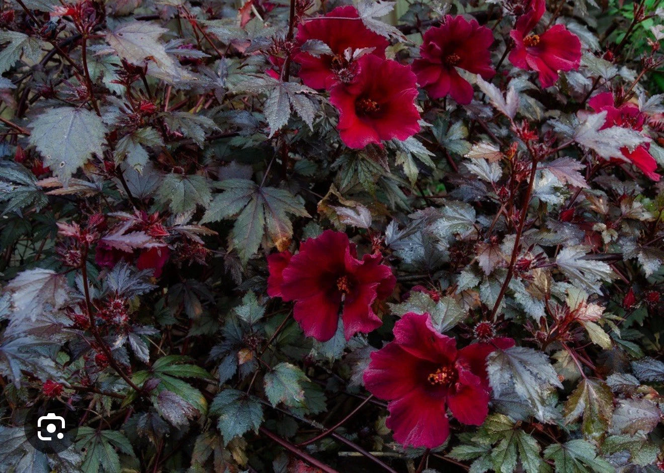 Mahogany Splendor Red Leaf Hardy Hibiscus Plant - Small Rooted Starter - Hibiscus moscheutos