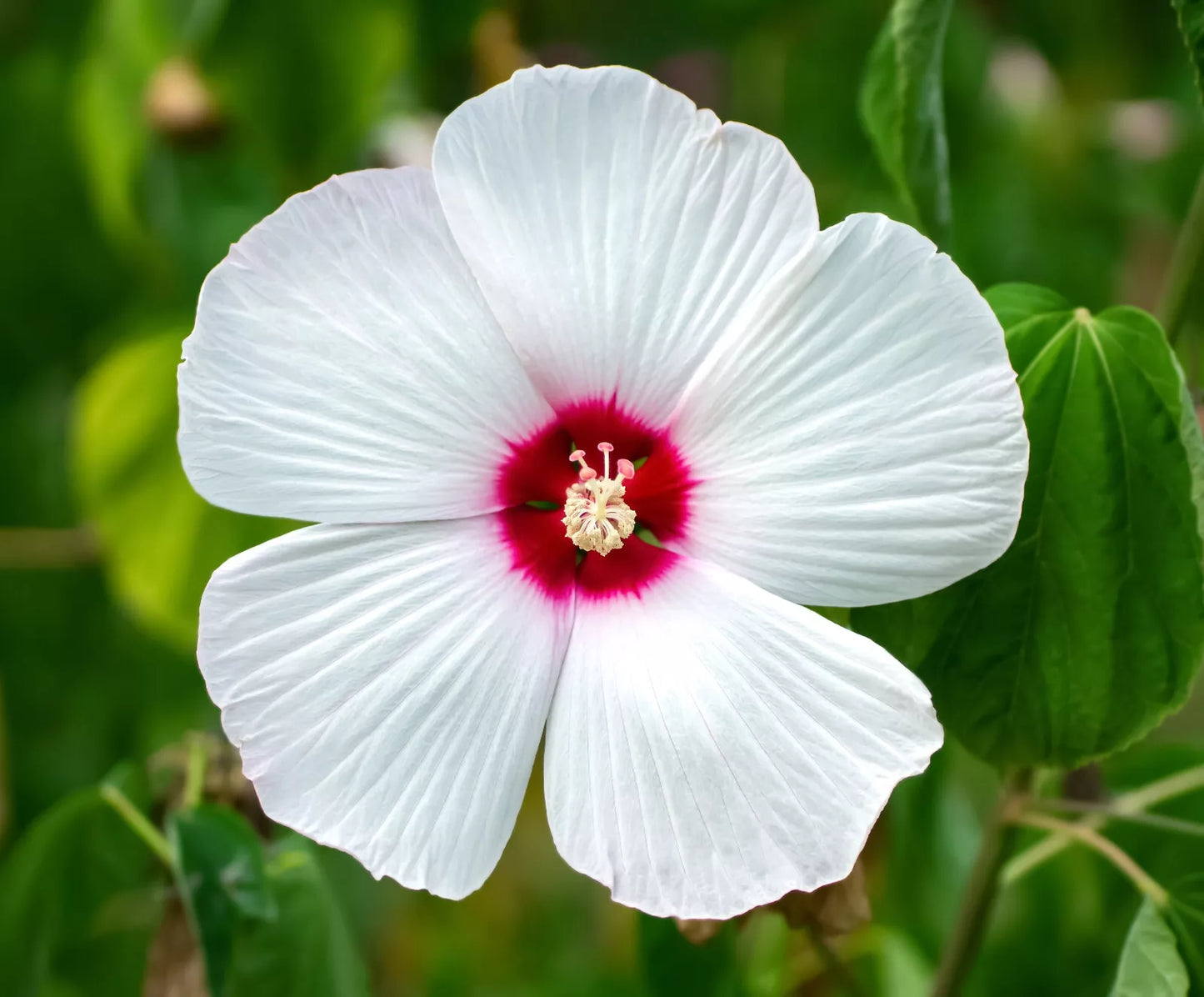 25 LUNA WHITE HARDY HIBISCUS Moscheutos Flower Small Bush Seeds