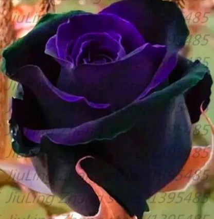 20 SEEDS for Black/Purple RARE blend Rose flower bush exotic plant