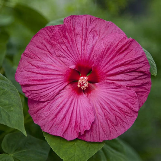 15 Hibiscus Seeds Honeymoon Rose Hardy Hibiscus Perennial Seeds