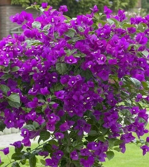 1pc PURPLE BOUGAINVILLEA LIVE PLANT 5 TO 7 INCHES TALL IN 4 INCHES POT