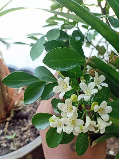5 Seeds Murraya paniculata | Short Variety | Dwarf Orange Jasmine