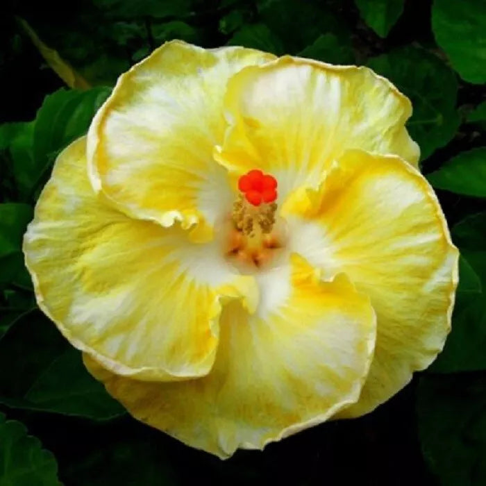 20 White Yellow Hibiscus Flower Seeds Perennial