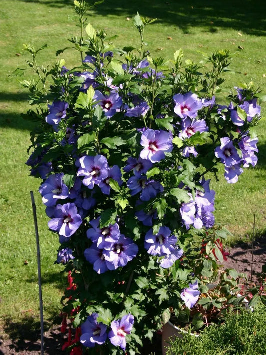 STARTER PLANT APPROX 6-8 INCH HIBISCUS SYRIACUS 'BLUEBIRD'