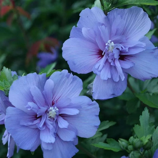 50+ Blue Chiffon Rose of Sharon SEEDS (Hibiscus syriacus)