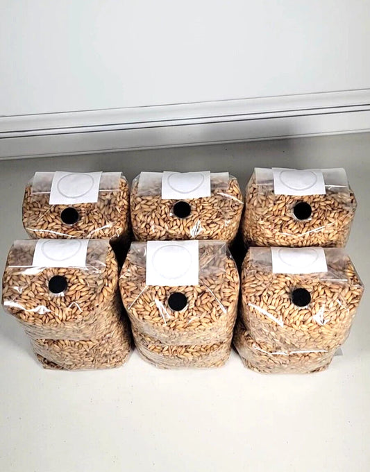 12 Pack Bulk Mushroom Oat Grain Bags with .2 Micron Filter & Injection Port - Sterilized Oats for Fungal Cultivation