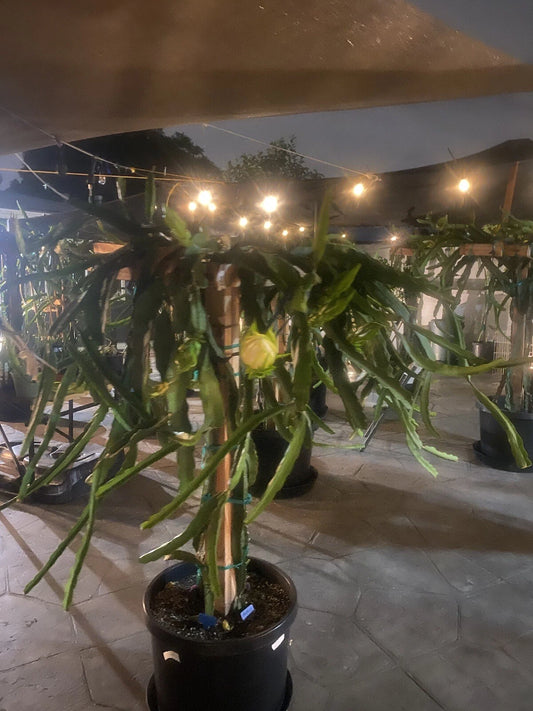 12 Dragon Fruit Cuttings 8-10 Inches Long - Cosmic Charlie, Lisa, Japanese Godzilla & More - Hylocereus spp.