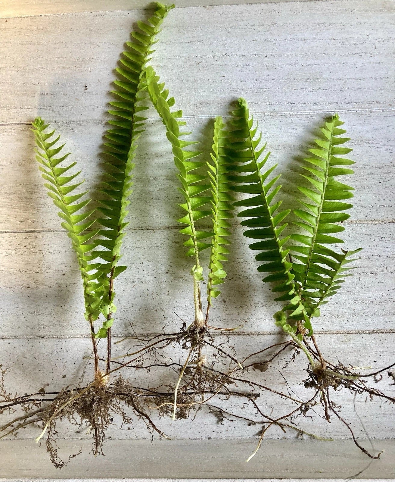 25 Rooted Ferns - Lush Green Indoor/Outdoor Plants - Easy Care Fast Growing Ferns - Perfect for Home Decor