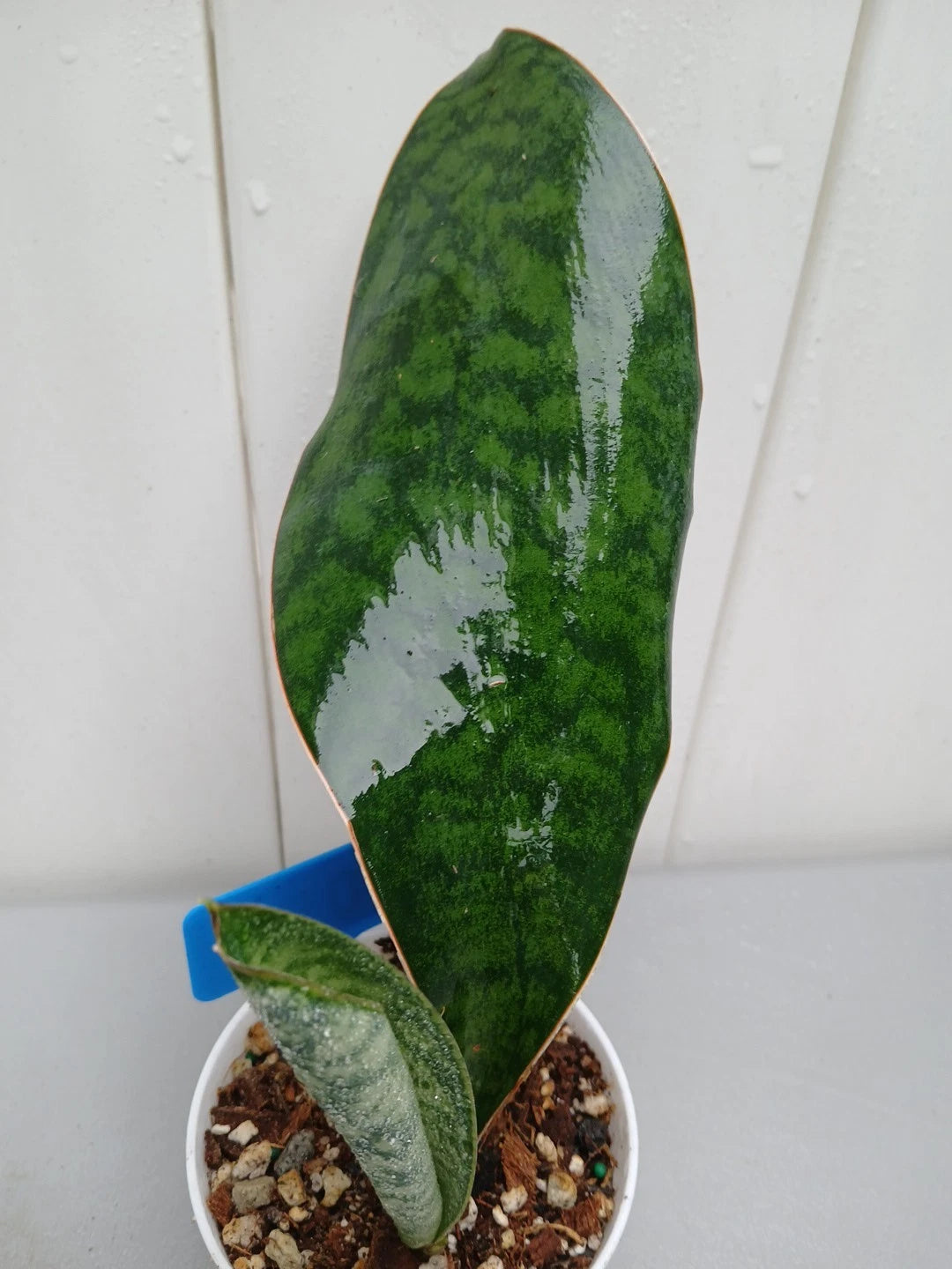 WHALE FIN SANSEVIERIA Live Plant - 2 Leaves in Pot - Sansevieria trifasciata - 9x3 Inches Tall, 3.5 Inch Pot