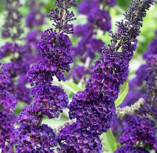 Buddleja Davidii 7 Purple Butterfly Bush Cuttings 6” Live Flower Plant - Organic Perennial for Garden