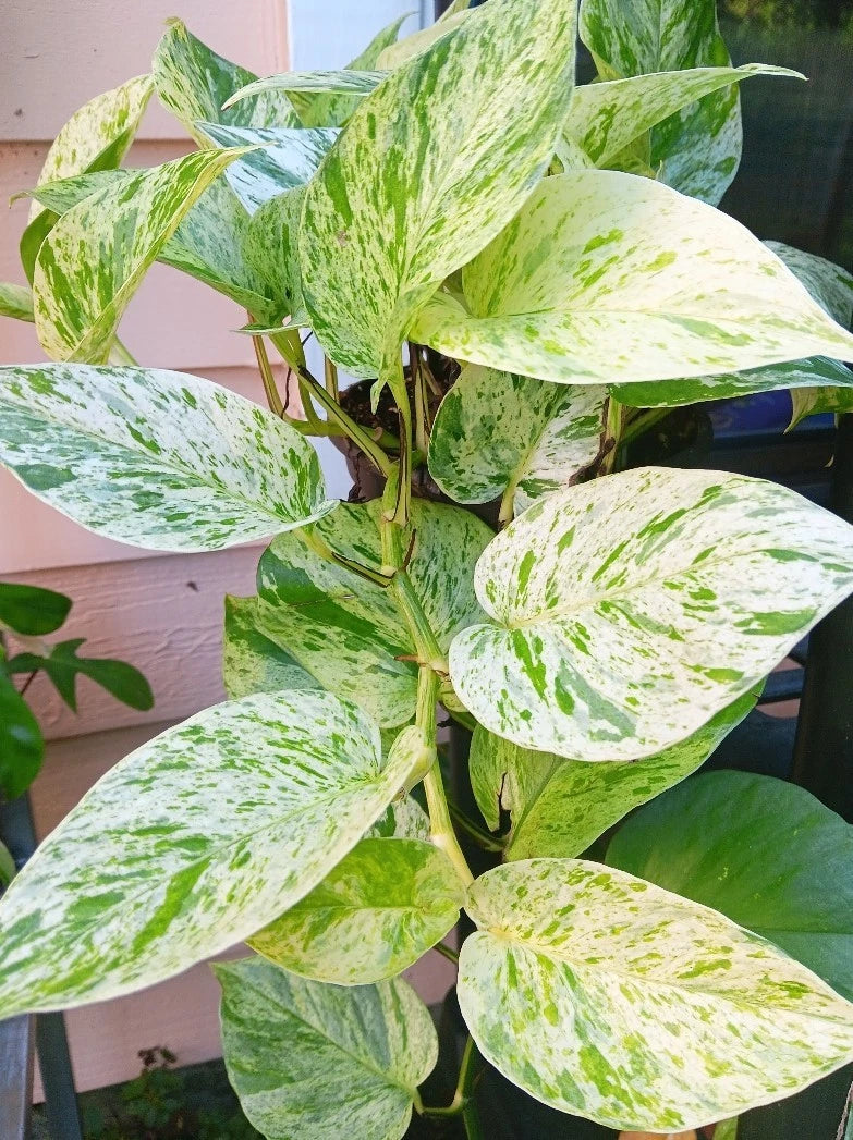 Snow Marble Queen Pothos Cuttings - 3 Fresh Cuttings for Water Propagation - Epipremnum aureum