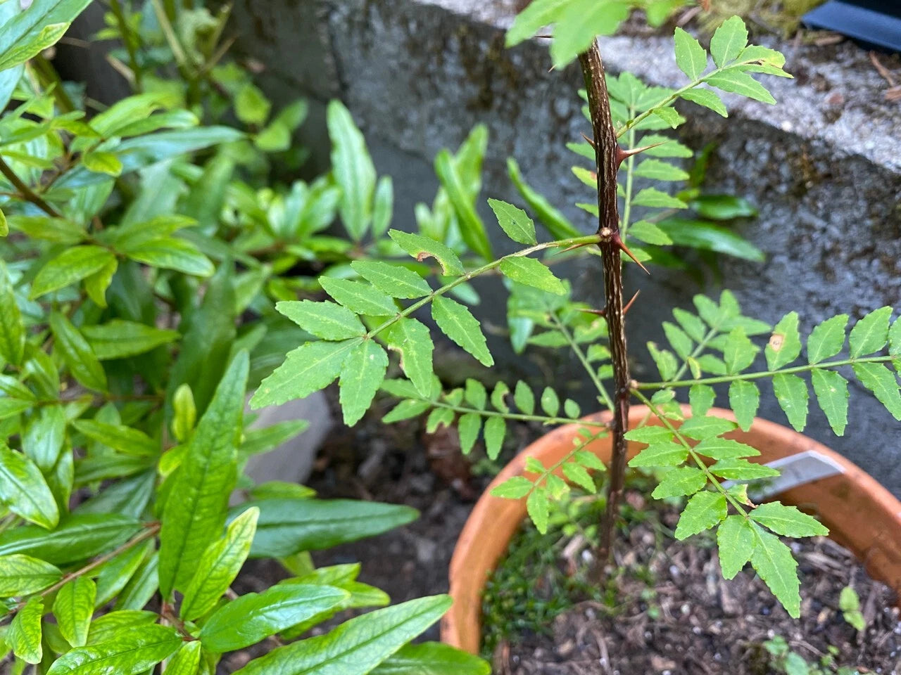 Sansho Cuttings - 6 Fresh Cuttings of Japanese Pepper Tree (Zanthoxylum piperitum) for Culinary Use, USDA Zones 6-9