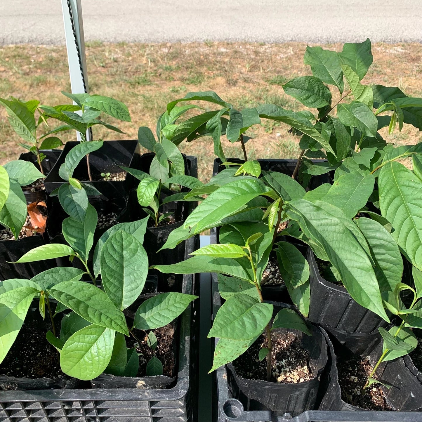 Paw Paw Tree in 11" Deep Pot - Organic, Deep Rooted - Asimina triloba - Pollinator Recommended for Sweet Custard Fruit