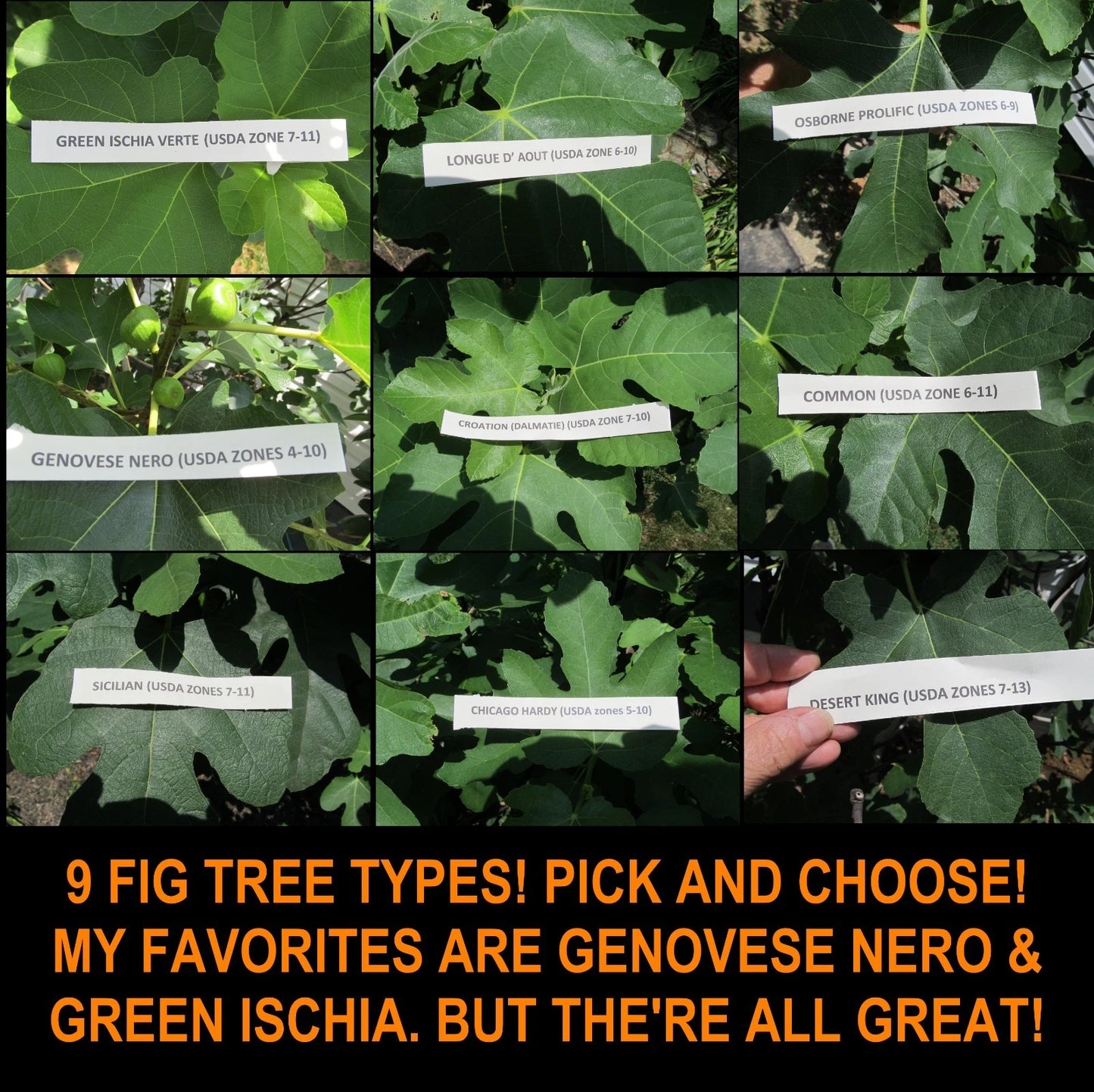 Fig Tree Cuttings 8-10" Genovese Nero & Longue D'Aout - Ficus Carica - Hardy Edible Plants for Home Garden