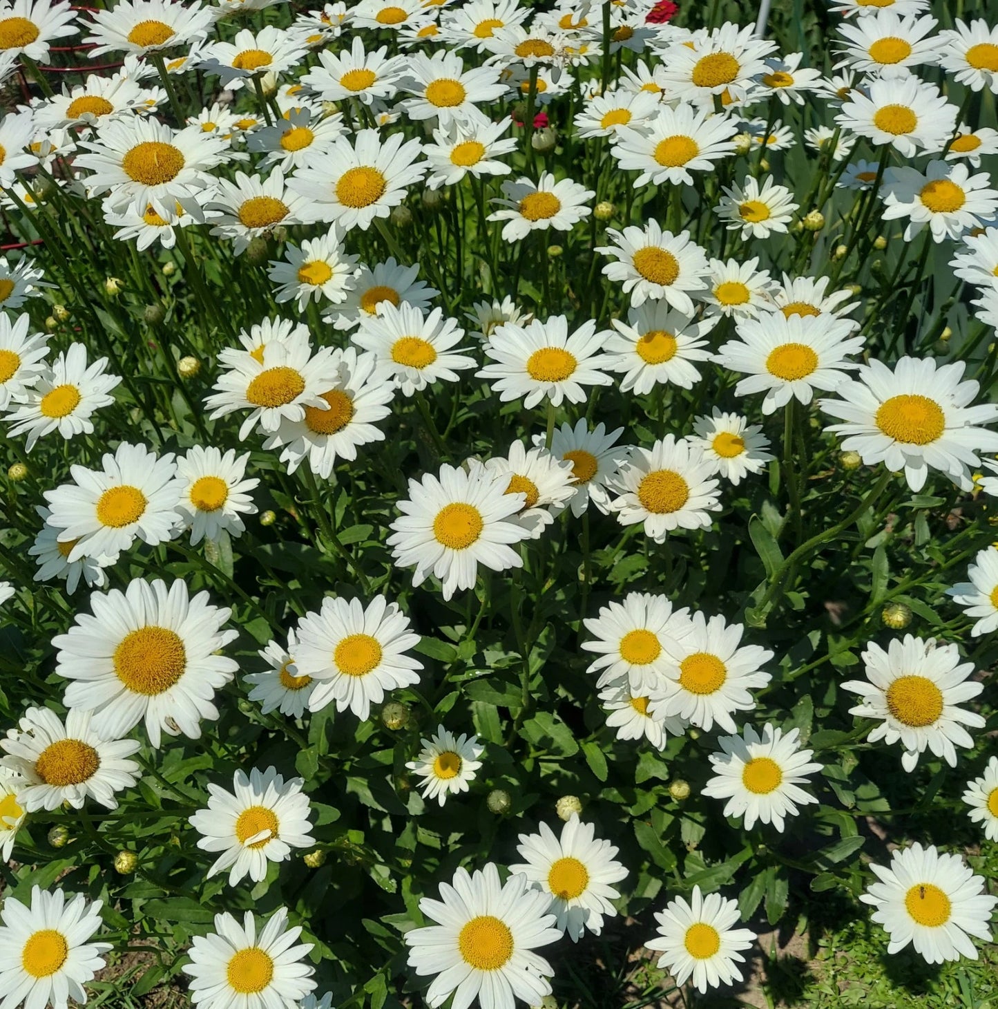 Shasta Daisy Live Plants - 6 Bare Root Perennial - White Flowers - Organically Grown - Leucanthemum × superbum