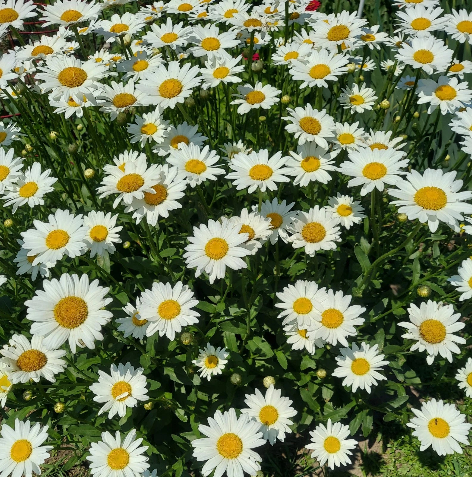 Shasta Daisy Live Plants - 6 Bare Root Perennial - White Flowers - Organically Grown - Leucanthemum × superbum