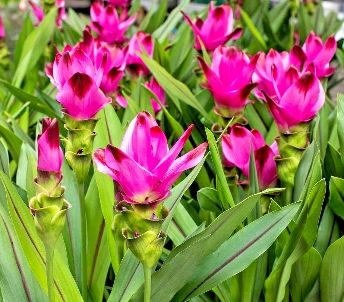 Curcuma Red Flower Plant Rhizomes - 3 Bulb Roots Fast Growing Turmeric (Curcuma longa) - Perfect for Gardening