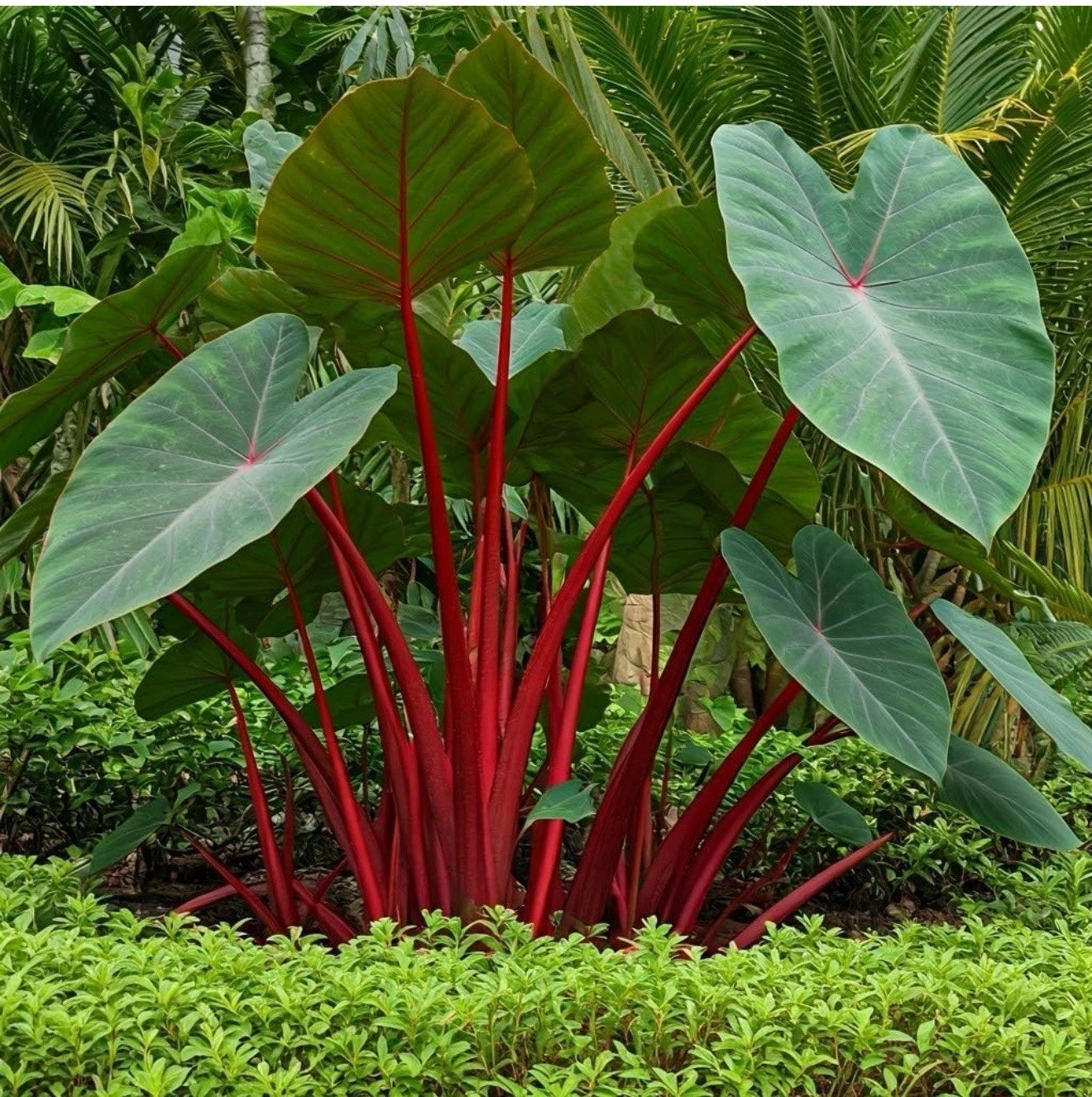 Hawaiian Punch Elephant Ear Plant - Small Rooted Starter - Colocasia esculenta - Tropical Indoor/Outdoor Houseplant
