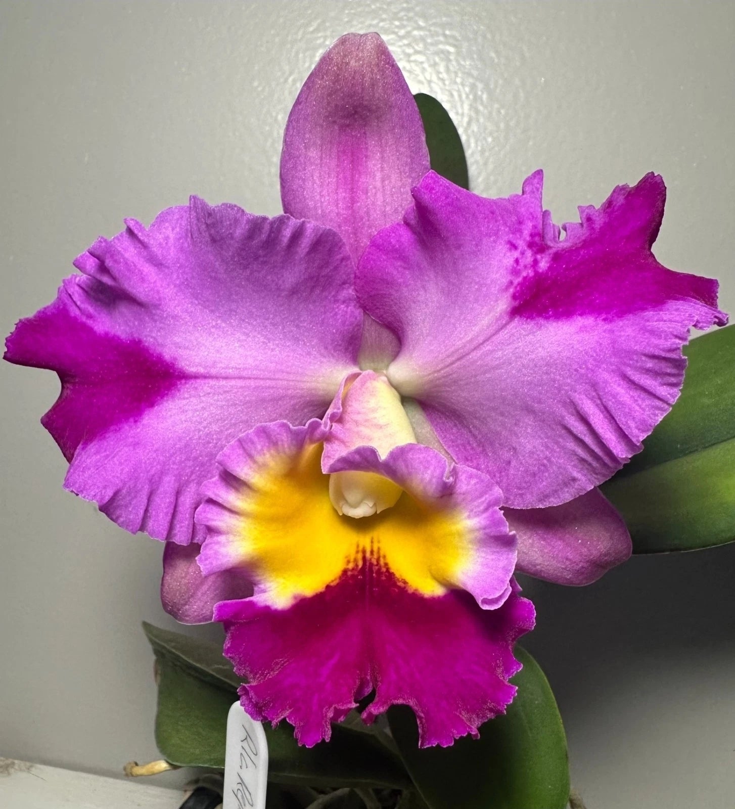 Potinara Rep. Clift Tsuji NBS Bare Root Orchid - Vibrant Pink & Purple Blooms, Fragrant, Peloric Petals - Rlc. Hawaiian Charisma x Rlc. Hawaiian Lightning