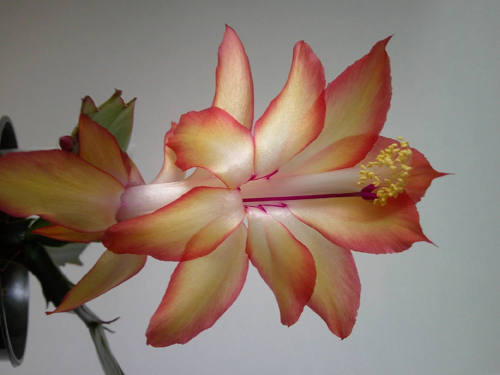 Schlumbergera Rooted Starter Plant - Brightlingsea Orssichiana - Christmas Cactus - Indoor Houseplant