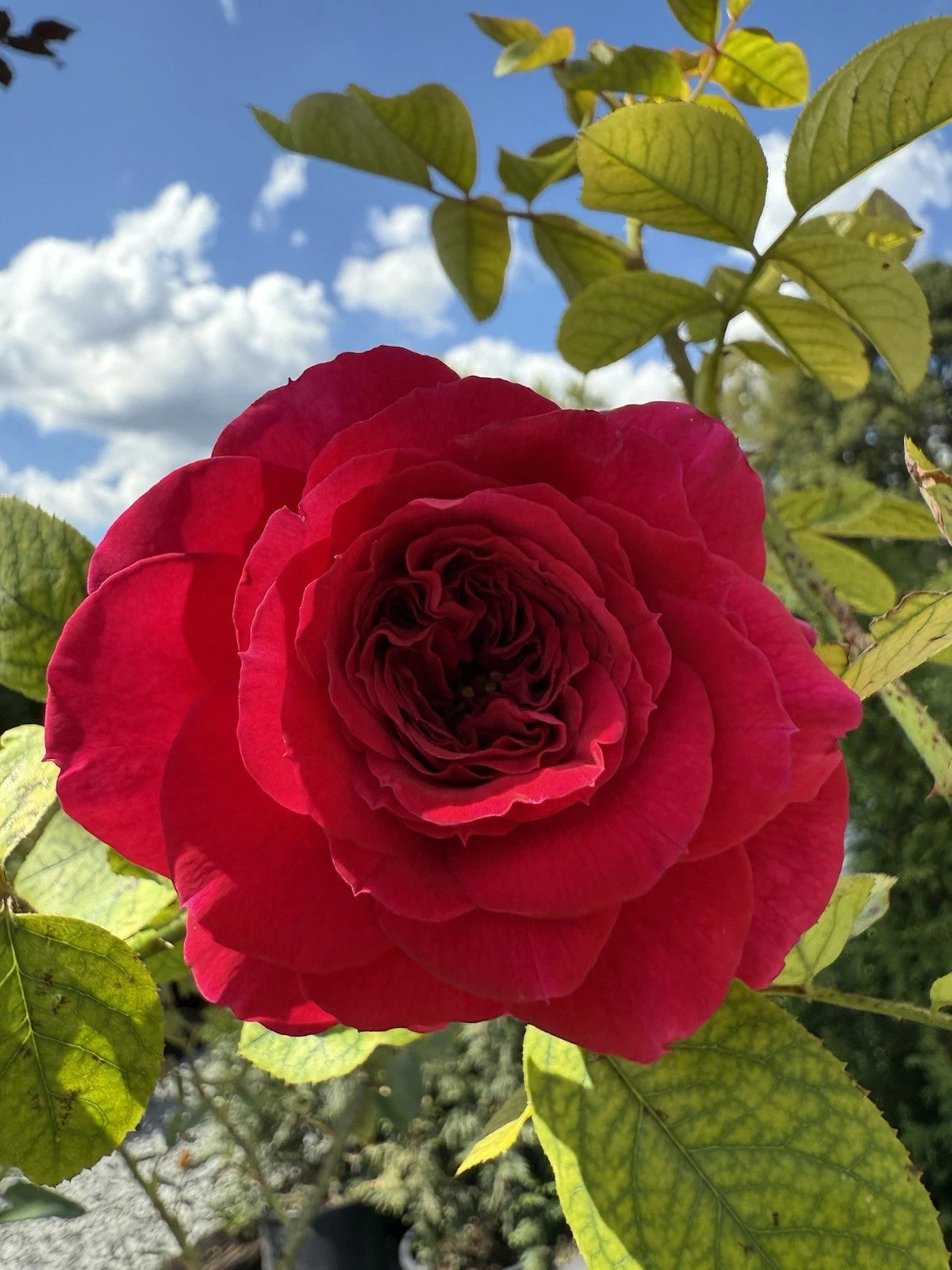 Fragrant English Climber Rose Cuttings - 3 Unrooted 6 Inch Cuttings - Ausmove - Perfect for Garden Planting
